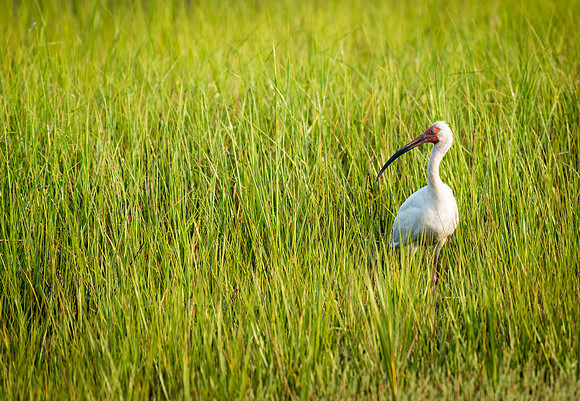 Ibis