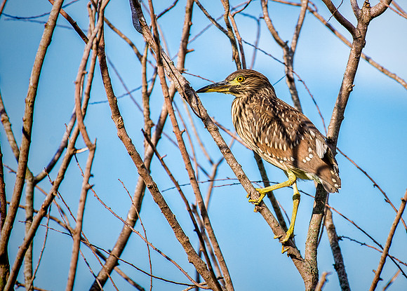 Green Heron