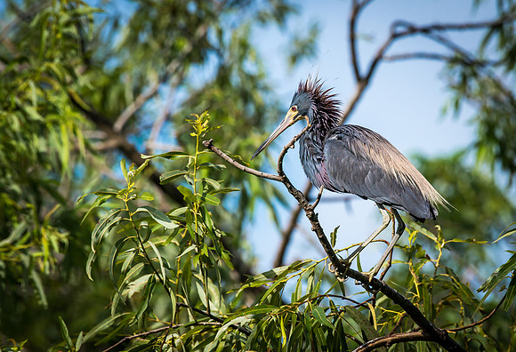 Grey Heron