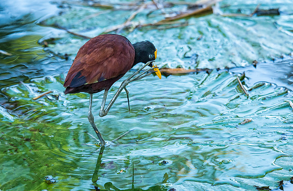 Wattled Jacana