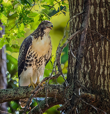 Red Tailed Hawk