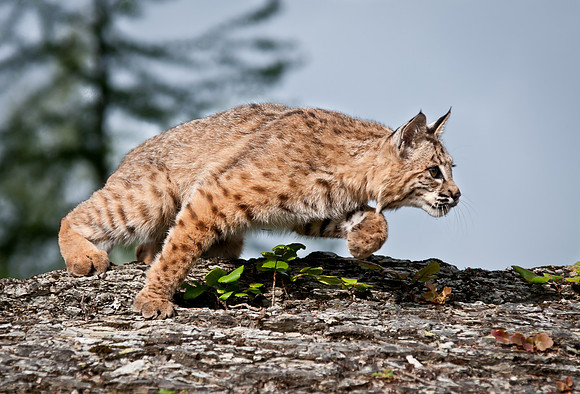Bobcat
