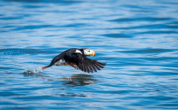 Puffin