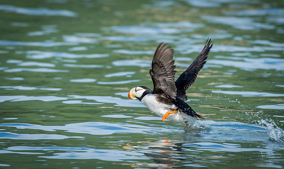 Puffin
