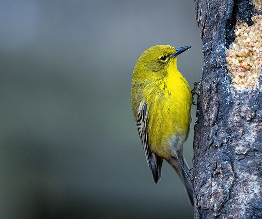 Pine Warbler
