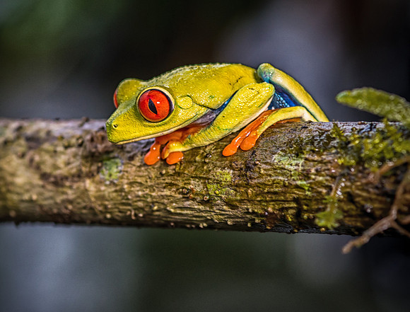 Red-eyed Frog