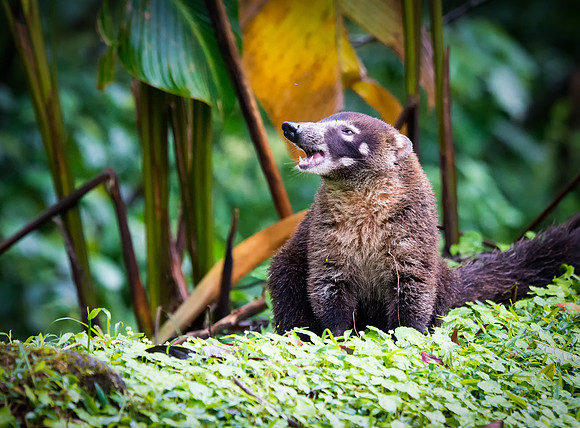 Coatimundi
