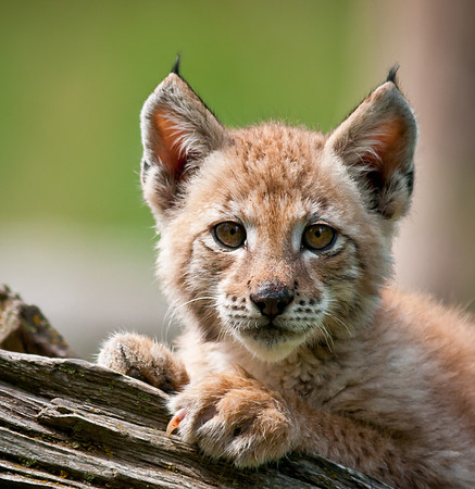 Lynx Kit