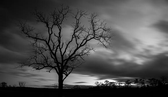Morgan Dairy Tree