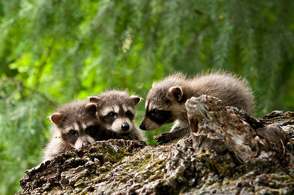 Three of a Kind