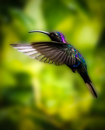 Violet Sabrewing Hummingbird