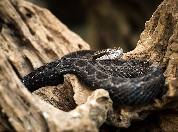 Fer-de-Lance