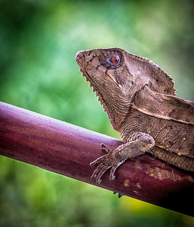 Lizard