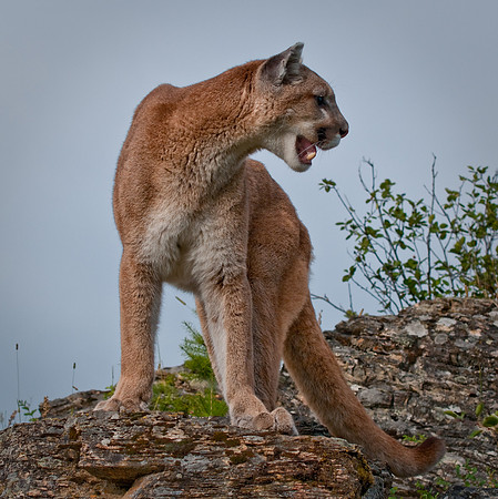 Mountain Lion