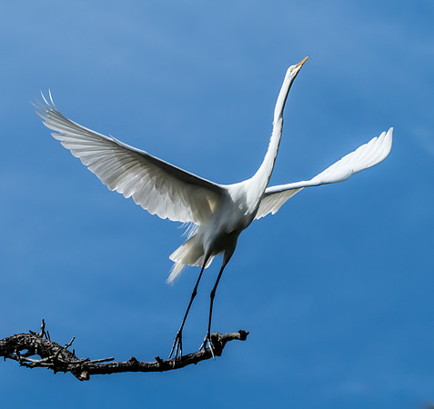 Great White Egret