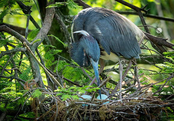 Grey Heron