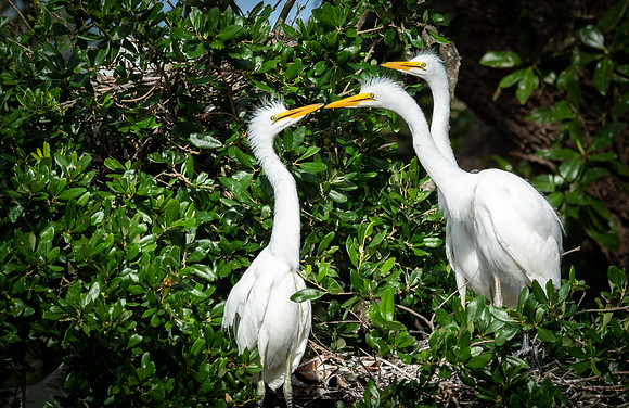 Young Great White Egrets