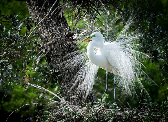 Great White Egret