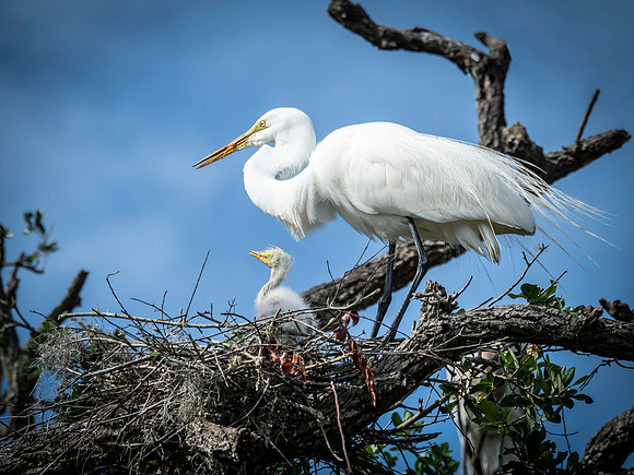 Great White Egret and Chick