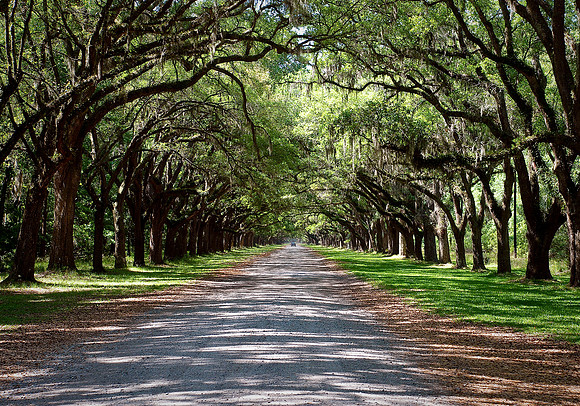 Savannah