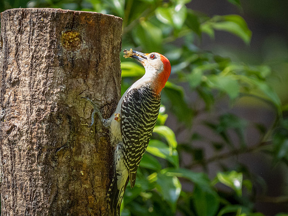 Red-bellied Woodpecker