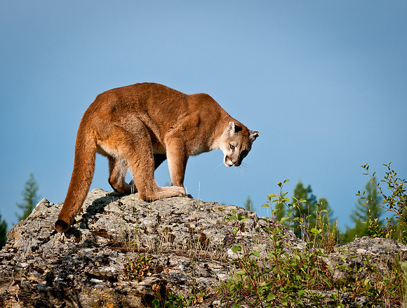 Mountain Lion