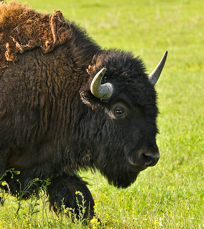 Bison