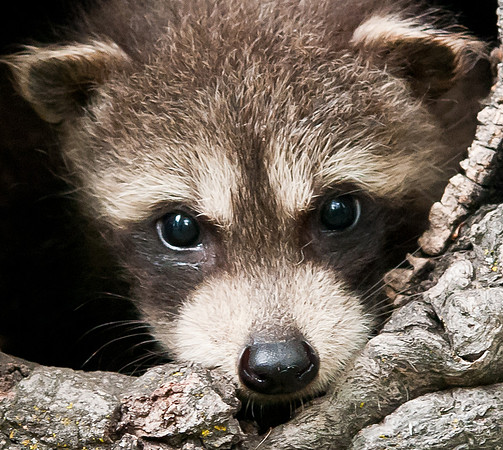 Racoon