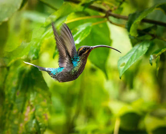 Hummingbird