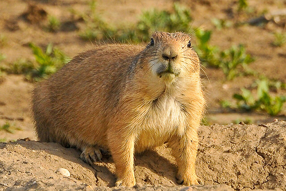 Prairie Dog