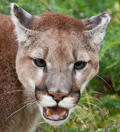 Mountain Lion