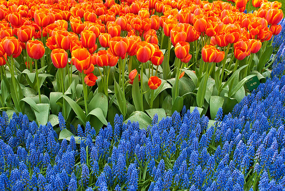 Keukenhof Gardens, Holland