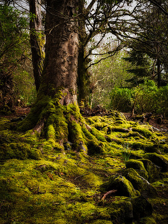 Dunvegan Castle Gardens