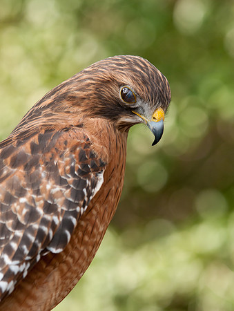 Redtail Hawk