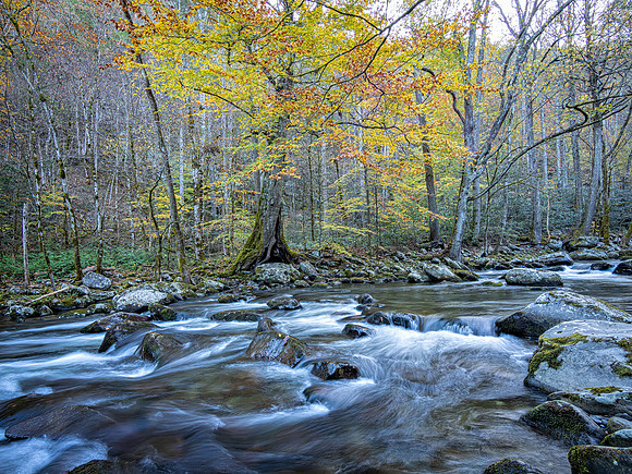 Tremont, Smoky Mt. N.P.