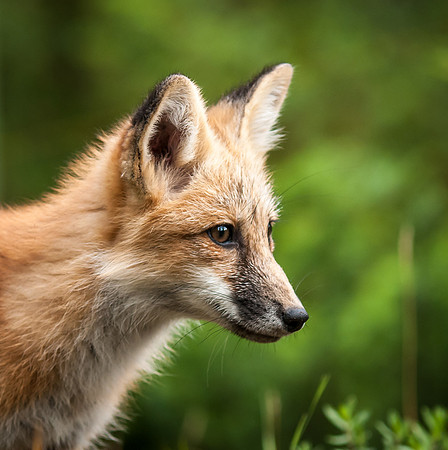 Red Fox