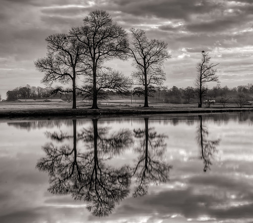 TREE REFLECTIONS