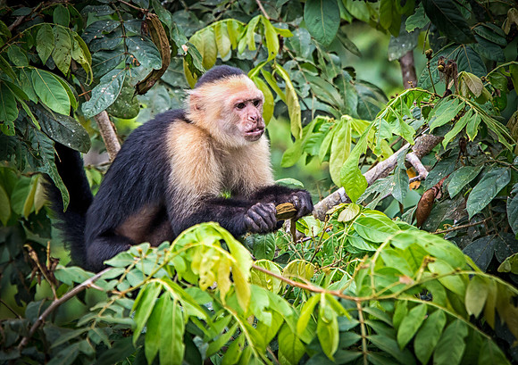 White-Faced Monkey