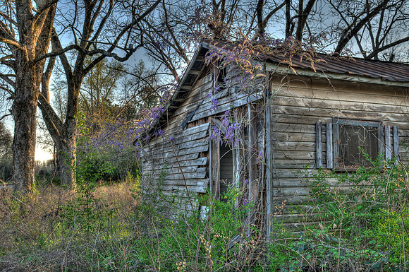 Wisteria House
