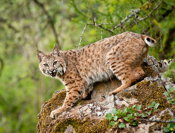 Bobcat