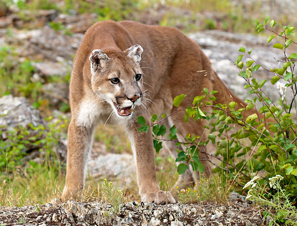 Mountain Lion
