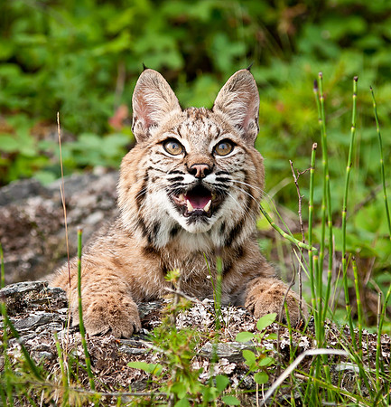 Bobcat