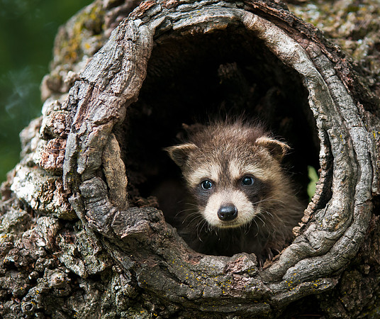 Racoon