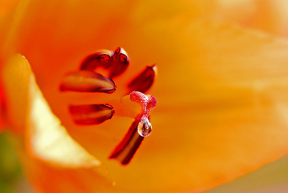 Lily