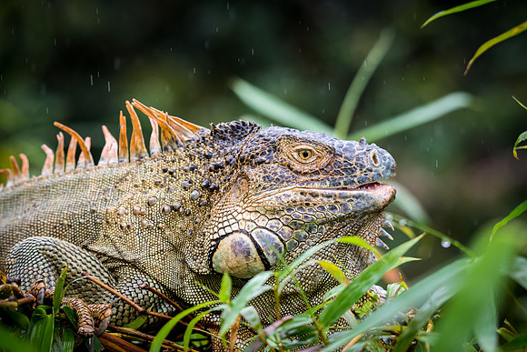 Iguana