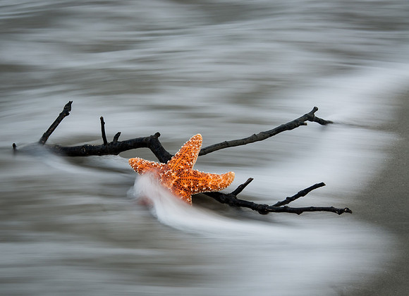 Star Fish