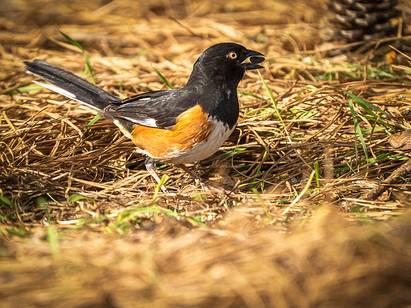 Towhee