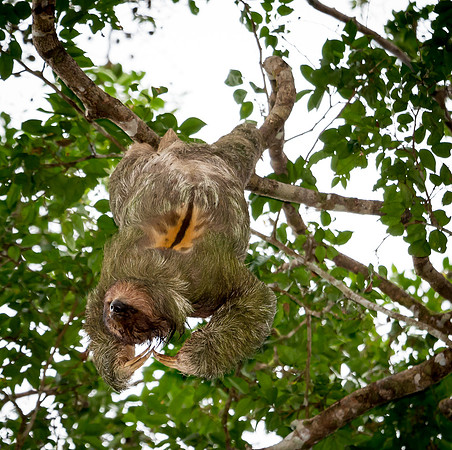 Sloth