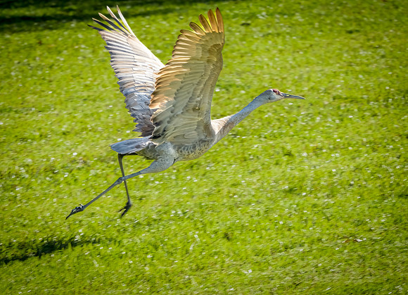 Sandhill Crane