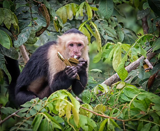White Faced Monkey